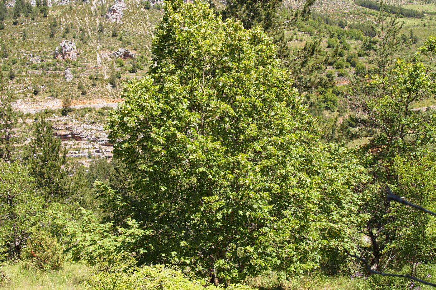 Lime, Large-leaved plant